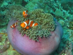 Clown fishes in a bowl. Taken at the end of a dive at aro... by Eugene Dee 
